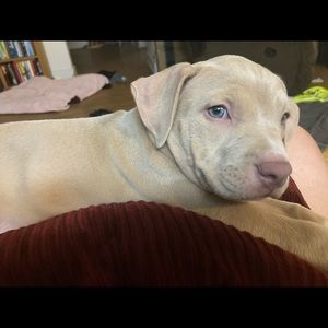 Meet your Posher, Isaiah